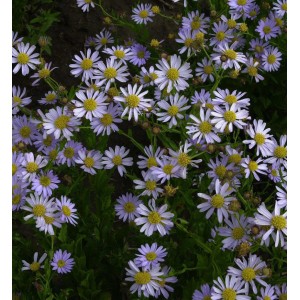 Nahaufnahme der blauen Schönaster Antonia (Kalimeris mongolica) mit gelber Blütenmitte.