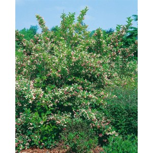 Weigelie 'Majorie' mit rosa Blüten, 80-100 cm hoch, im Garten oder Kübel.