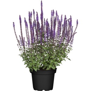 GROW by OBI Steppen-Salbei Violett im Topf, violette Blüten.