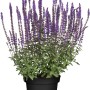 GROW by OBI Steppen-Salbei Violett im Topf, violette Blüten.