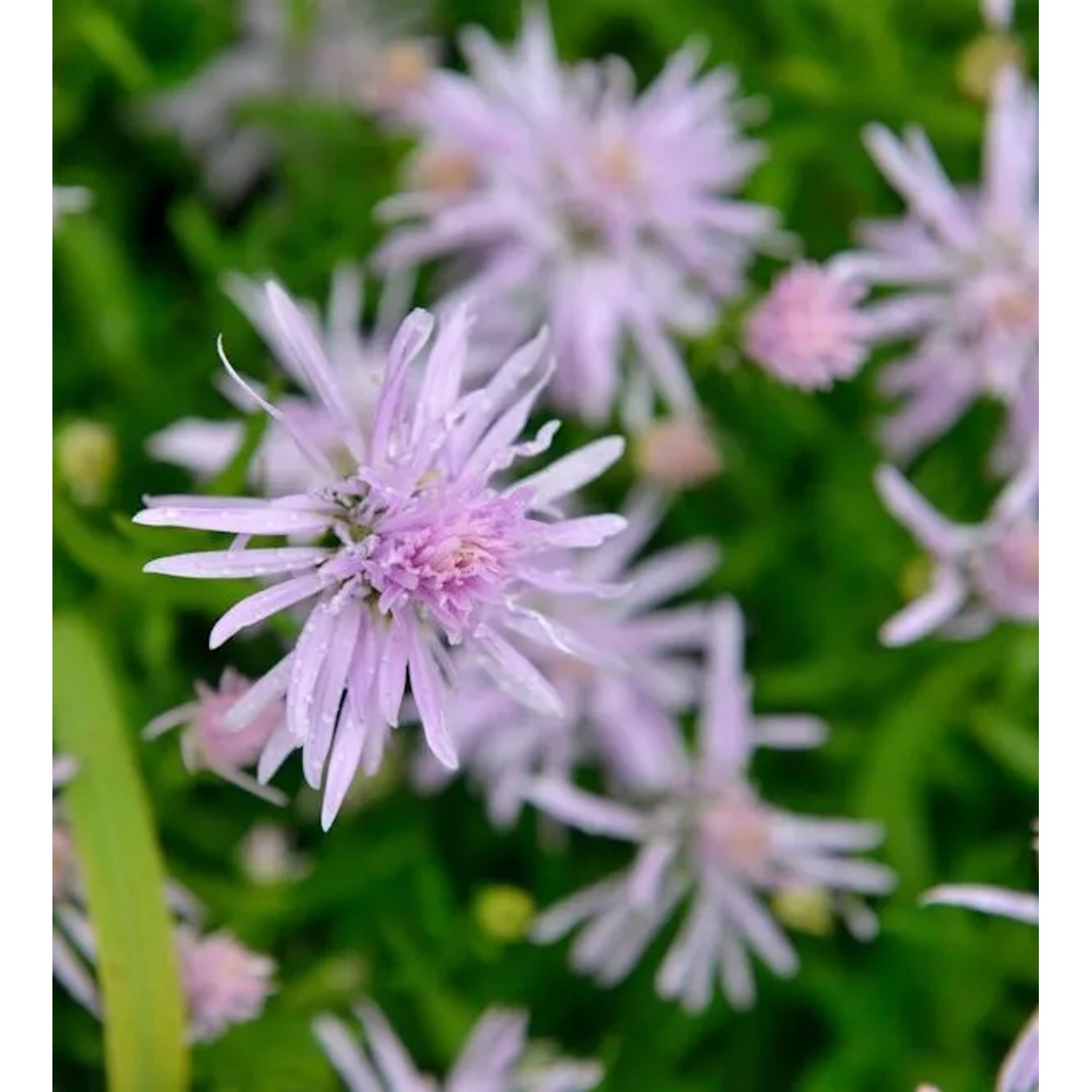 Glattblattaster Rosenquarz - Aster novi belgii