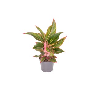 GROW by OBI Kolbenfaden, grüne und rote Blätter im Topf (Ø 12cm), Höhe 30-35cm.