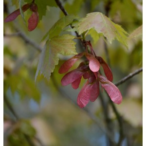 Nahaufnahme: Roter Ahorn (Acer rubrum) mit Blättern und roten Samenständen.