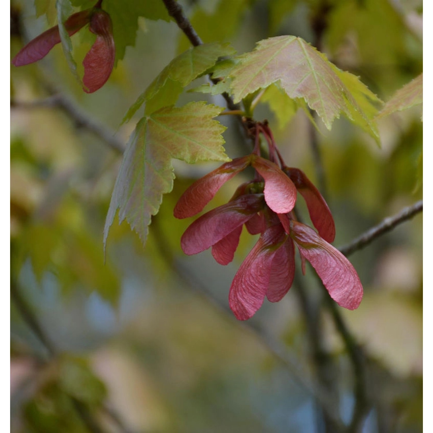 Rot Ahorn 125-150cm - Acer rubrum günstig online kaufen