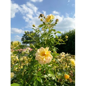 Gelbe Baumfink Bodendeckerrose 'Bienenweide' im Topf, blühend im Garten.