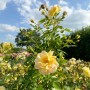 Gelbe Baumfink Bodendeckerrose 'Bienenweide' im Topf, blühend im Garten.