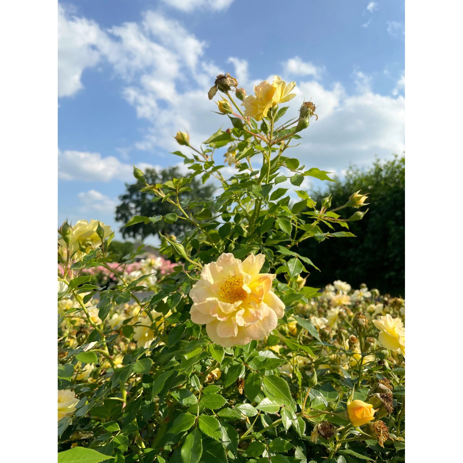 Gelbe Baumfink Bodendeckerrose 'Bienenweide' im Topf, blühend im Garten.
