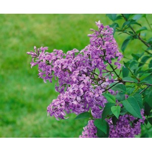 Nahaufnahme des purpurroten, blühenden Chinesischen Flieders (Syringa Chinensis Saugeana).