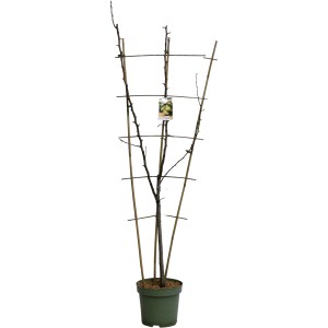 GROW Birne Trio Spalier, ca. 100-120cm hoch im 7l Topf. Birnenbaum für Garten und Terrasse.