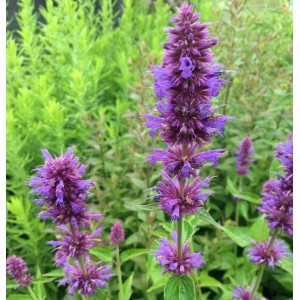 Mexikonessel 'Blue Boa': Agastache-Staude mit violetten Blütenständen im Garten.
