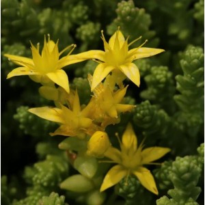 Gelbe Blüten des Scharfen Mauerpfeffers (Sedum acre), einer winterharten Staude für Steingärten.