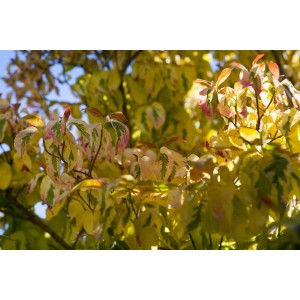 Cornus Controversa Gosia Etagen-Hartriegel mit auffälligem, panaschiertem Laub.