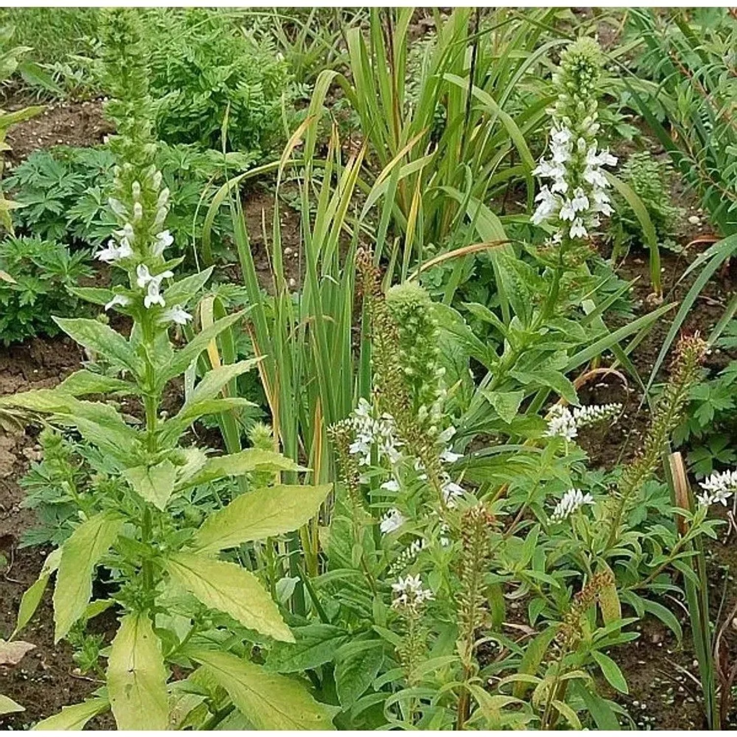 Lobelie Alba - Lobelia siphilitica
