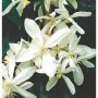 Weiße Blüten der Immergrünen Duft Waldrebe Clematis armandii. Zarte Kletterpflanzen-Blüten mit gelber Mitte.