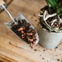 Schaufel mit Westland Orchideenerde torffrei neben Orchidee im Topf.