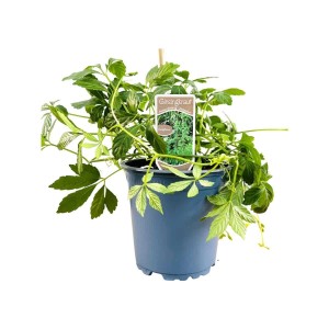 Gynostemma Jiaogulan Kletterpflanze im Topf, grüne Blätter. Bodendecker für Garten & Balkon.