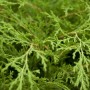 Nahaufnahme der grünen, buschigen Sibirischen Zypresse (Microbiota Decussata), ideal als Bodendecker.