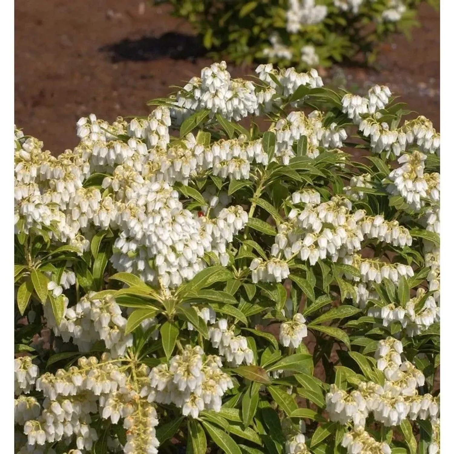 Schattenglöckchen Lavendelheide Purity 20-25cm - Pieris japonica