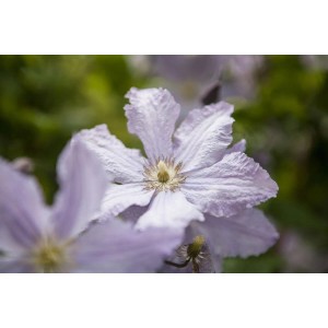 Nahaufnahme der blauen Clematis Hybride 'Blekitny Aniol' Waldrebe, eine schöne Kletterpflanze.