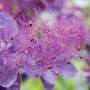 Nahaufnahme des purpurroten Perückenstrauchs Royal Purple mit filigranen Blütenständen und Blättern.
