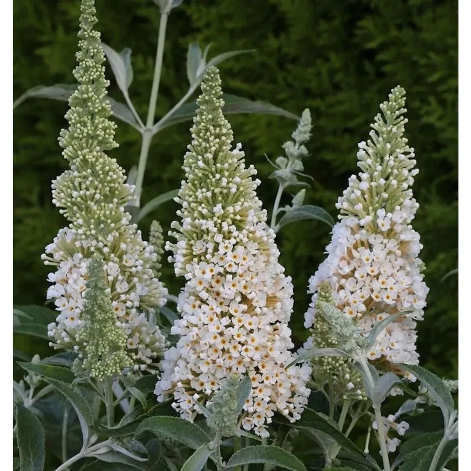 Schmetterlingsstrauch Ivory 30-40cm - Buddleja
