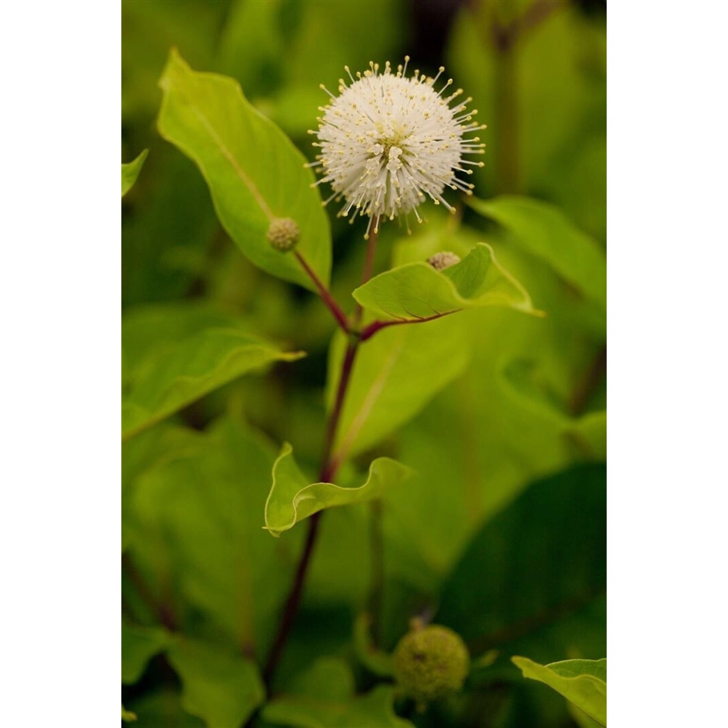 Cephalanthus Occidentalis Knopfbusch 60–80 cm Duftend günstig online kaufen