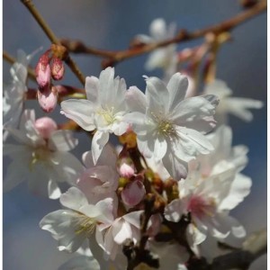 Schneekirsche Winterkirsche 60-80cm - Prunus subhirtella