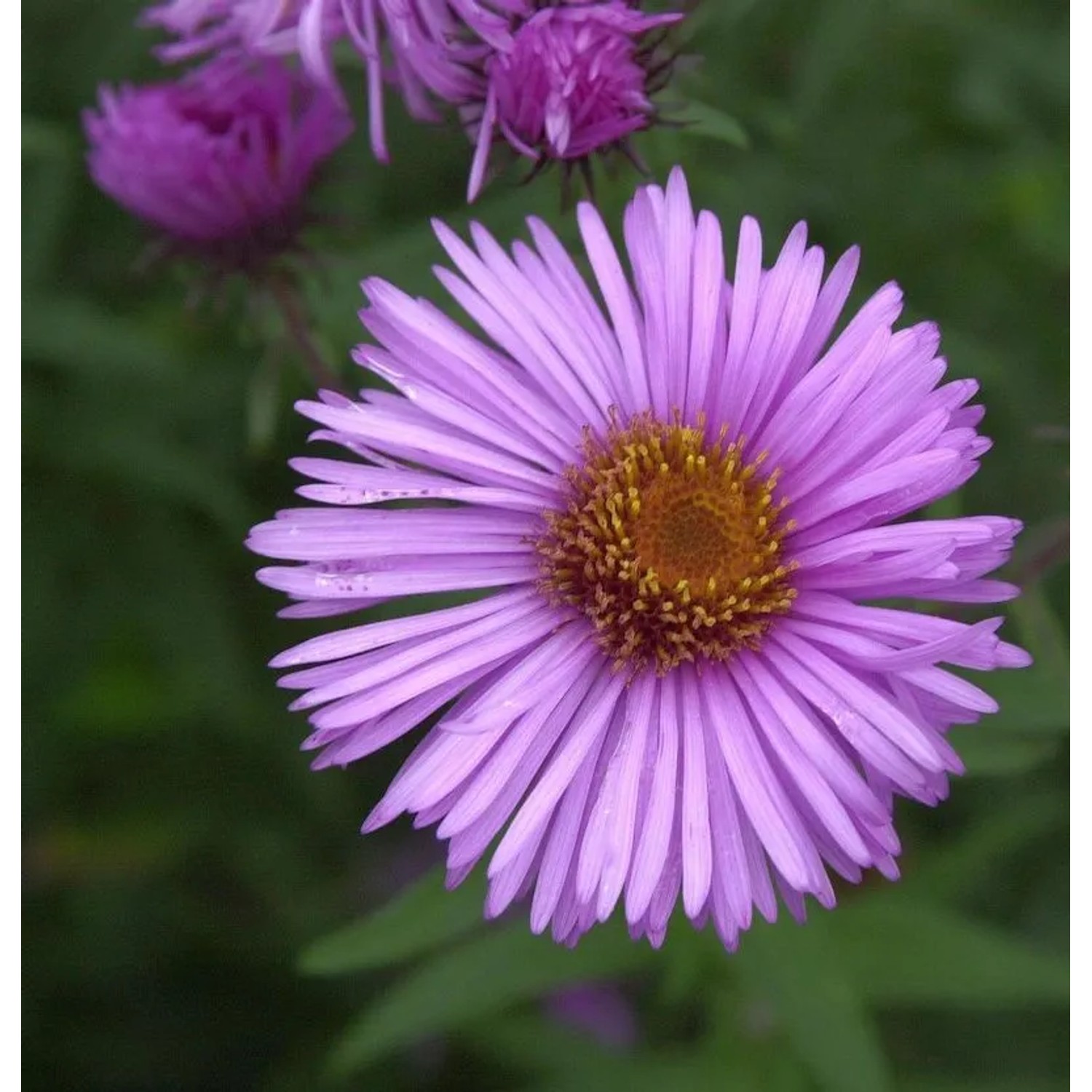 Rauhblattaster Barr Pink - Aster novae angliae