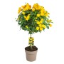 Gelbes Wandelröschen (Lantana camara) als Stamm im Topf, ca. 50 cm hoch.