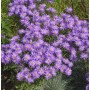 Foto einer blühenden Sommeraster King George (Aster amellus) mit lila Blüten und gelber Mitte.