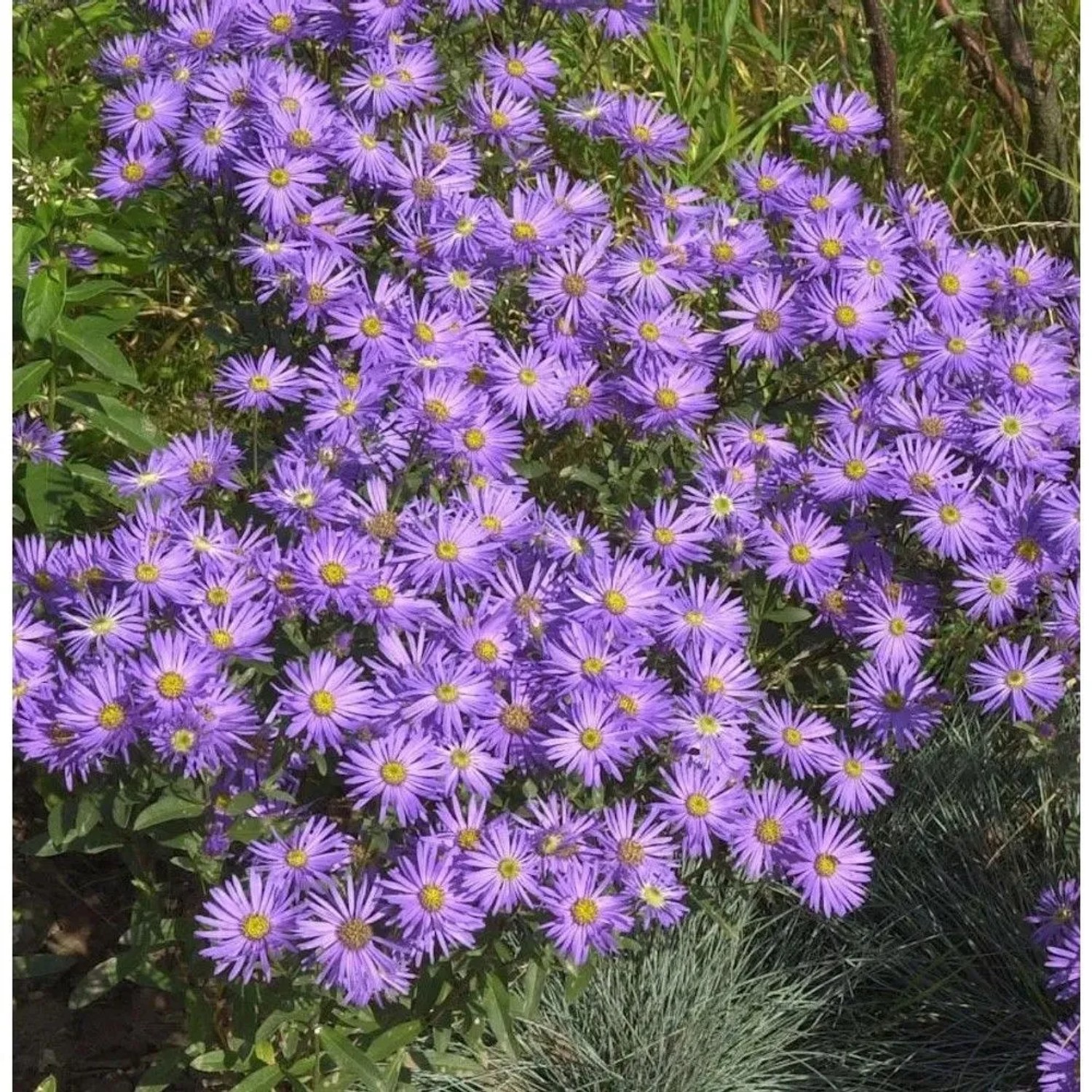 Foto einer blühenden Sommeraster King George (Aster amellus) mit lila Blüten und gelber Mitte.