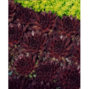 Dunkelrote Sempervivum Tectorum 'Noir' Dachwurz im 9x9 cm Topf.