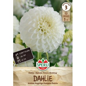 Sperli Dahlie Petra's Wedding: Weiße, kugelförmige Pompon-Dahlie als Blumenzwiebel.
