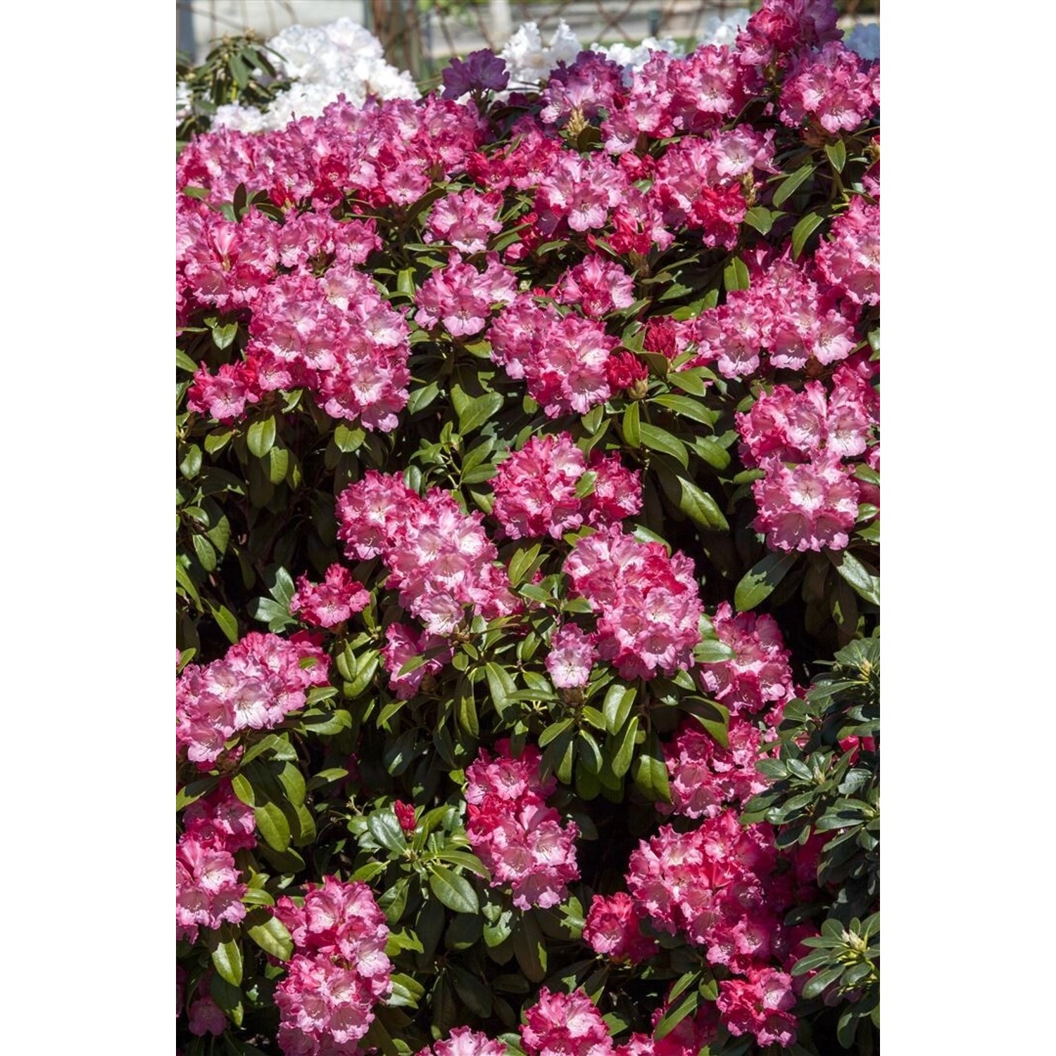 Rhododendron Yakushimanum Morgenrot Rosa Blüten 40–50 cm günstig online kaufen