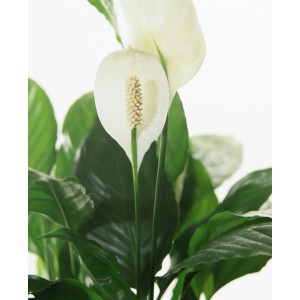 Einblatt 'Bingo Cupido' im Topf, ca. 17 cm Ø. Elegante, luftreinigende Grünpflanze mit weißen Blüten.