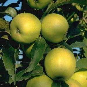 Grüngelbe Äpfel Golden Delicious (Malus domestica) am Baum mit grünen Blättern.