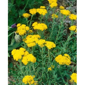 Filzige Schafgarbe (Achillea tomentosa) mit leuchtend gelben Blüten im 9x9 cm Topf.