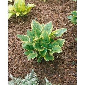 Duftende, grüne Funkie 'So Sweet' im Topf, ideal für schattige Standorte.