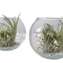 Tillandsien-Arrangement im Glas-Gefäß, Topf-Ø ca. 12 cm, zwei Glaskugeln mit Luftpflanzen und Steinen.