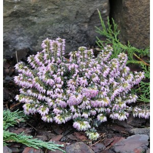 Winterheide Erica carnea 'Memory' mit zarten, rosa Blüten im Beet.