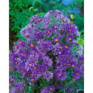 Violette Glattblattaster 'Sarah Ballard' im 9x9 cm Topf, blühende Staude.