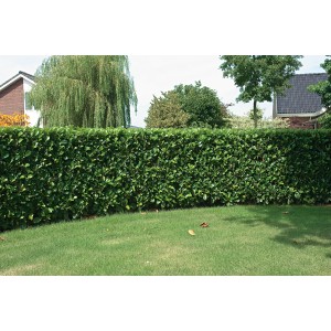 Immergrüne Kirschlorbeer Etna Hecke (Höhe 80-100cm) im Garten.