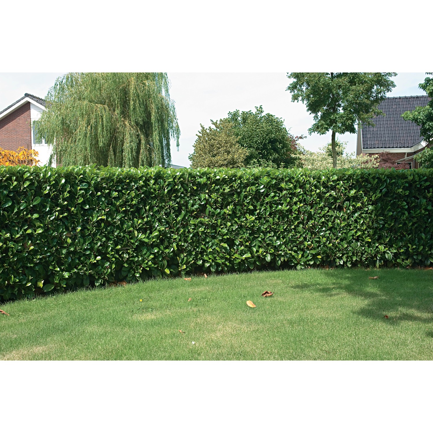 Kirschlorbeer Etna Weiß Höhe ca. 80 - 100 cm Topf ca. 15 l Prunus günstig online kaufen