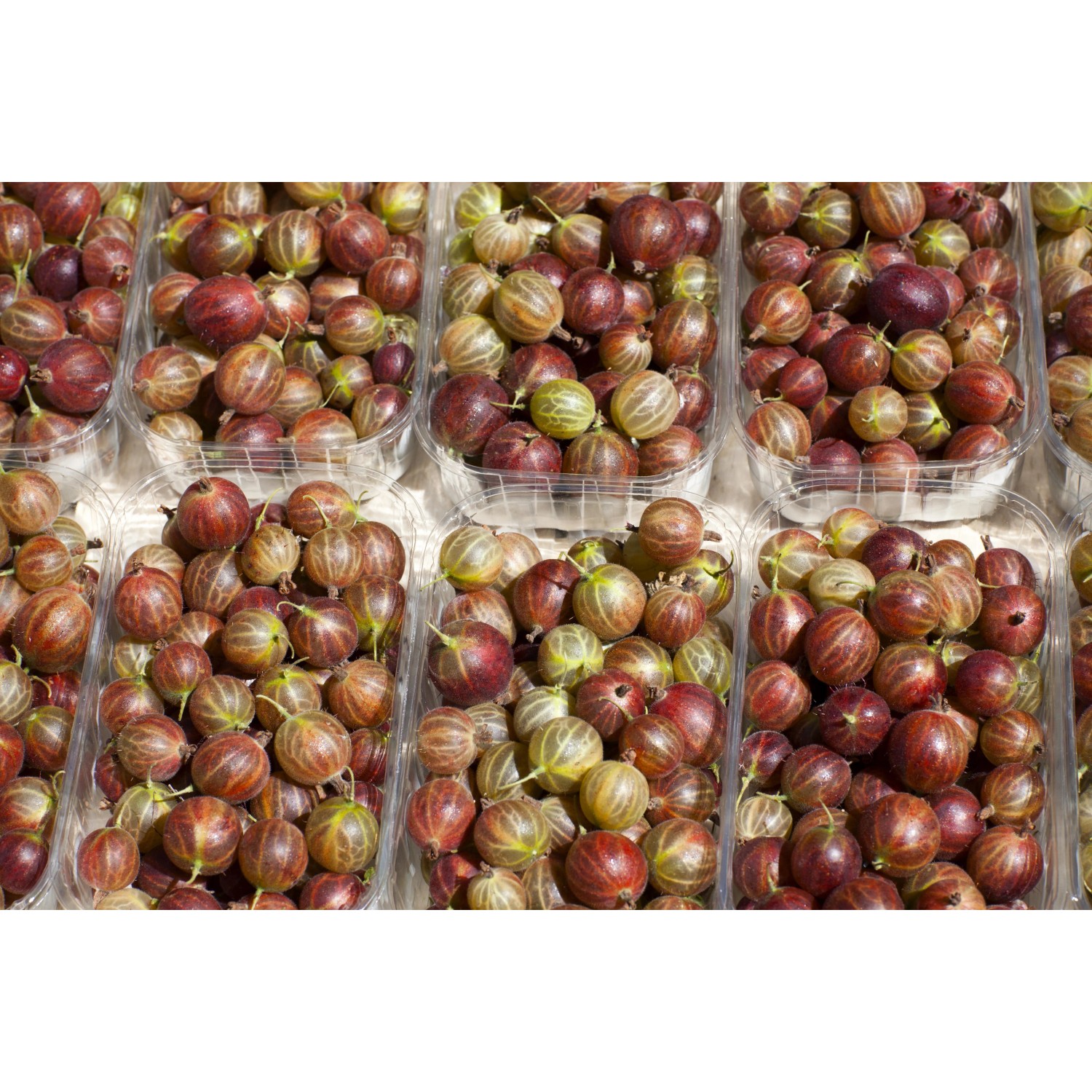 Rote GROW by OBI Bio Stachelbeere Captivator im Topf, ideal zum Frischverzehr.