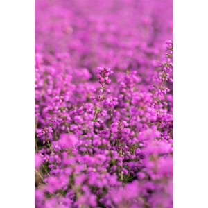 Nahaufnahme von purpurrosa blühendem Erica Cinerea Heidekraut.