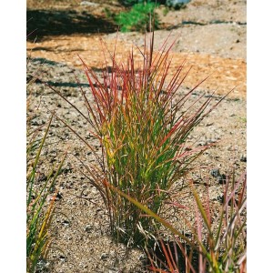 Purpurrotes Chinaschilf (Miscanthus) im Topf, Ziergras für Garten und Kübel.