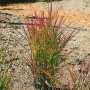 Purpurrotes Chinaschilf (Miscanthus) im Topf, Ziergras für Garten und Kübel.