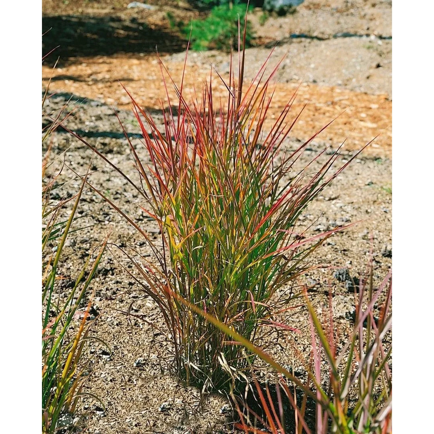 Purpurrotes Chinaschilf (Miscanthus) im Topf, Ziergras für Garten und Kübel.