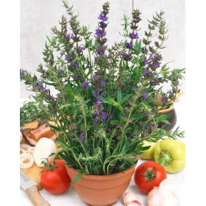 Blühender Echter Ysop (Hyssopus Officinalis) im Topf, eine dekorative Staude für Garten und Balkon.