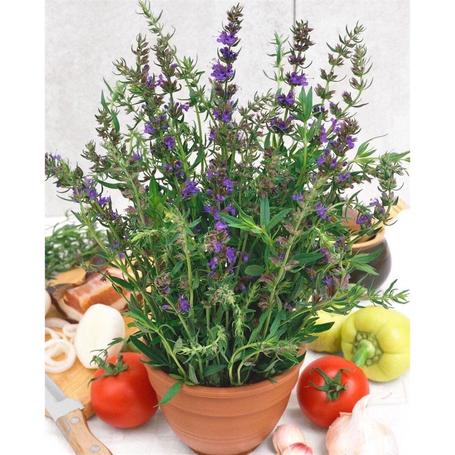 Hyssopus Officinalis Echter Ysop Ca. 9x9 cm Topf günstig online kaufen